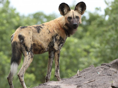 Дикие собаки. 1-я серия - "Нежданные собаки"