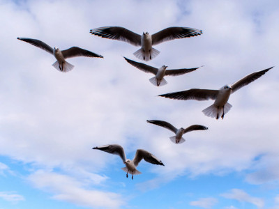 Птицы. Покорители стихий. 1-я серия