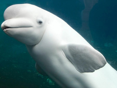 Белый кит - белуха