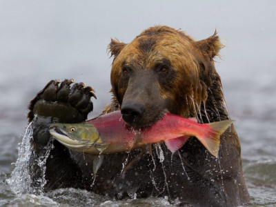 Meeting With Nature. "It's A Pandaful Life", 1-я часть