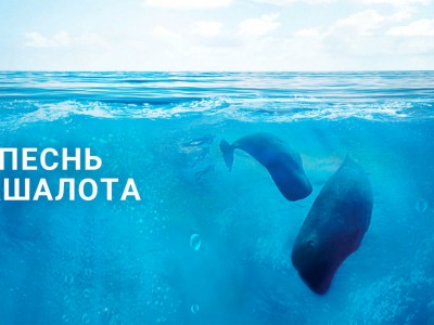 Песнь кашалота