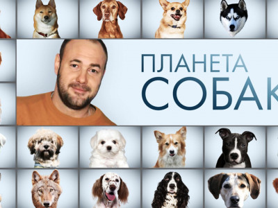 Планета собак. Черный терьер