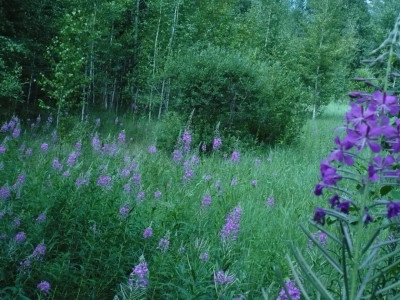 Во имя спасения дикой природы. 2-я серия