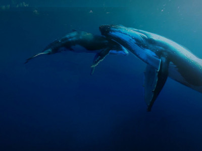 Титаны морских глубин. 1-я серия