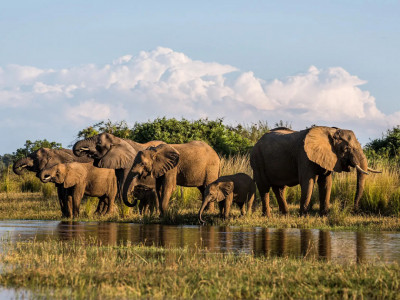 Дикая природа Замбези. 8-я серия