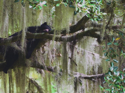 Загадочное стопоходящее животное