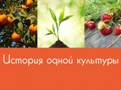 История одной культуры. 34-я серия