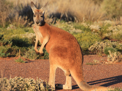 Дикая Австралия. Лес Уолпол