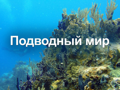 Подводный мир. Средиземное море