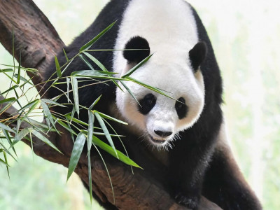 Королевство большой панды. 1-я серия