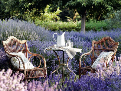 Обнови свой сад. 1-я серия